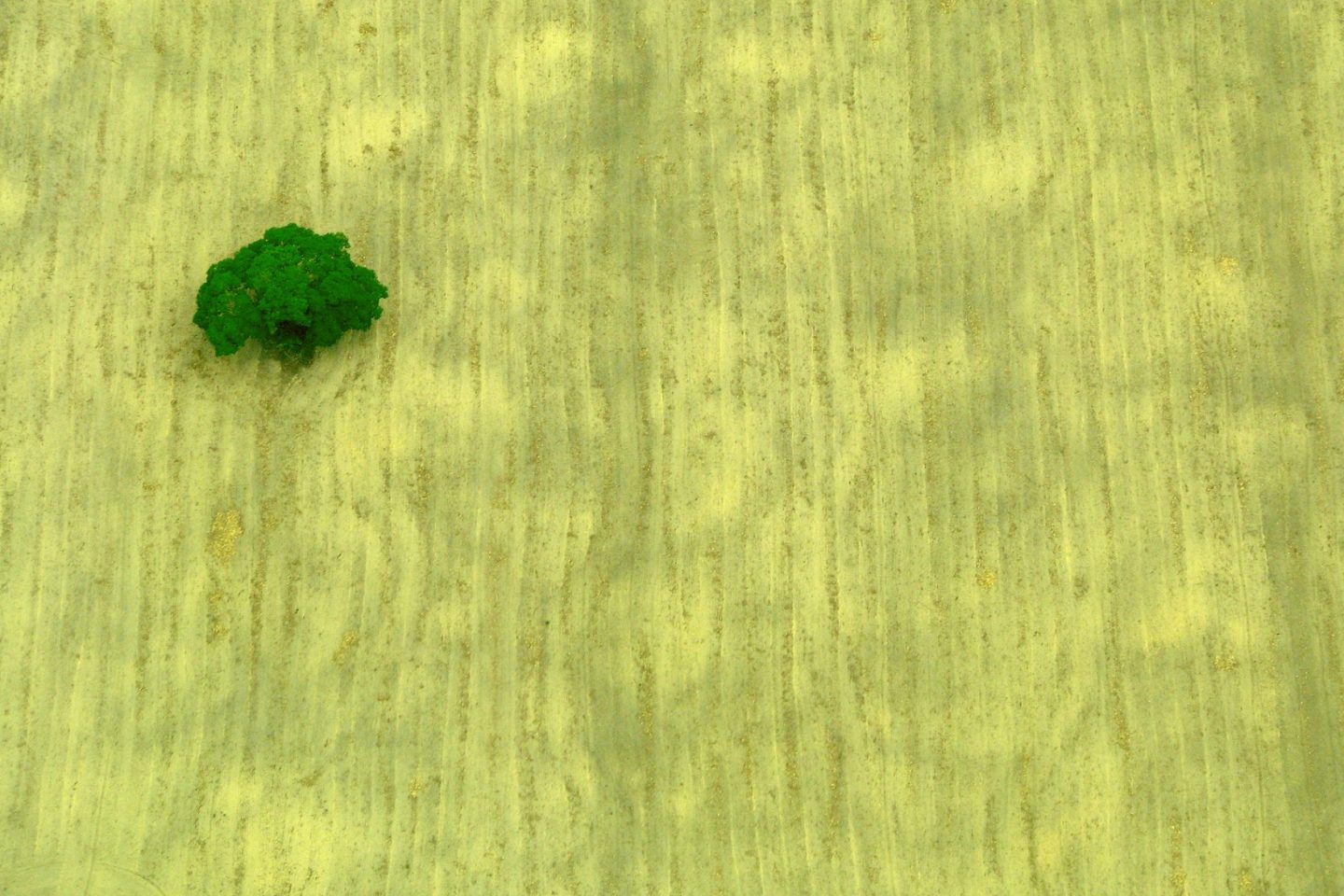 De acordo com a Embrapa, o Brasil tem condições de dobrar produção agrícola sem derrubar mais nenhuma árvore