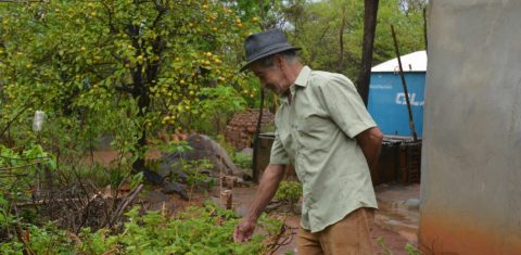 Alcebíades do Couto vive sendo procurado por moradores da região de Pajeú, perto de Caetité, que buscam receitas com plantas medicinais. Mas não se considera curandeiro: ‘Eu ensino raízes’