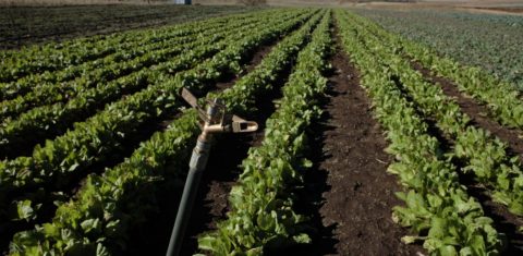 Terras agricultáveis dos países em desenvolvimento vem sendo compradas por empresas e países preocupados com a crise hídrica. Esta imagem é de um campo em Lesoto, na África