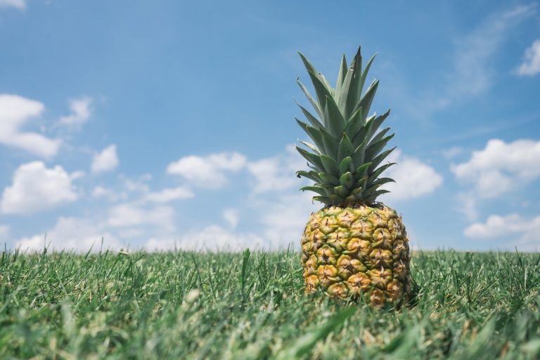 A falta de saneamento no Brasil continua sendo a nossa maior vergonha. Um enorme abacaxi que, até agora, nem petralhas e nem coxinhas foram capazes de descascar