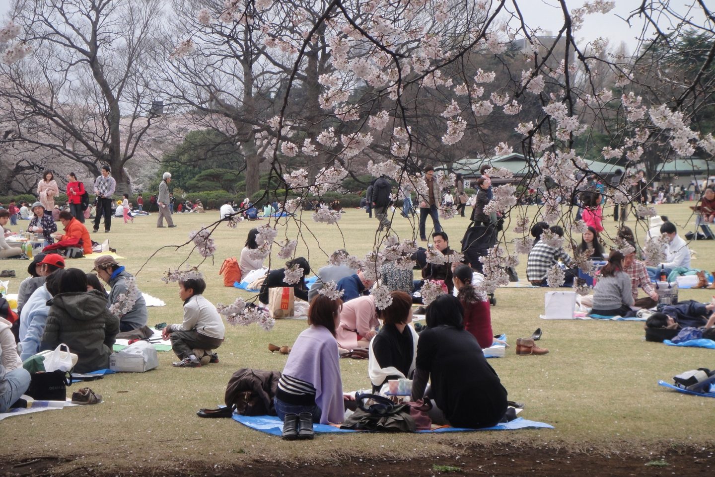 Famílias, amigos e colegas de trabalho se juntam com suas cestas de piquenique para a festa, conhecida como hanami - o ato de contemplação das flores