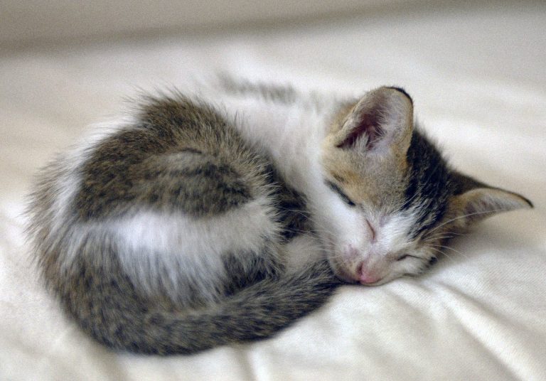 Angela: "Meu filho dormindo no sofá, como sempre, kkkkkkkkkkk!”