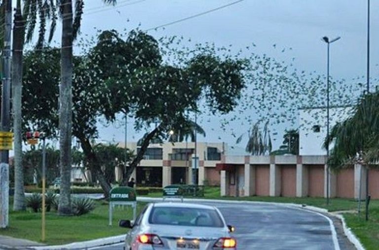 Revoada de periquitos na avenida Efigênio Sales, uma das mais movimentadas de Manaus. Foto GreenMe