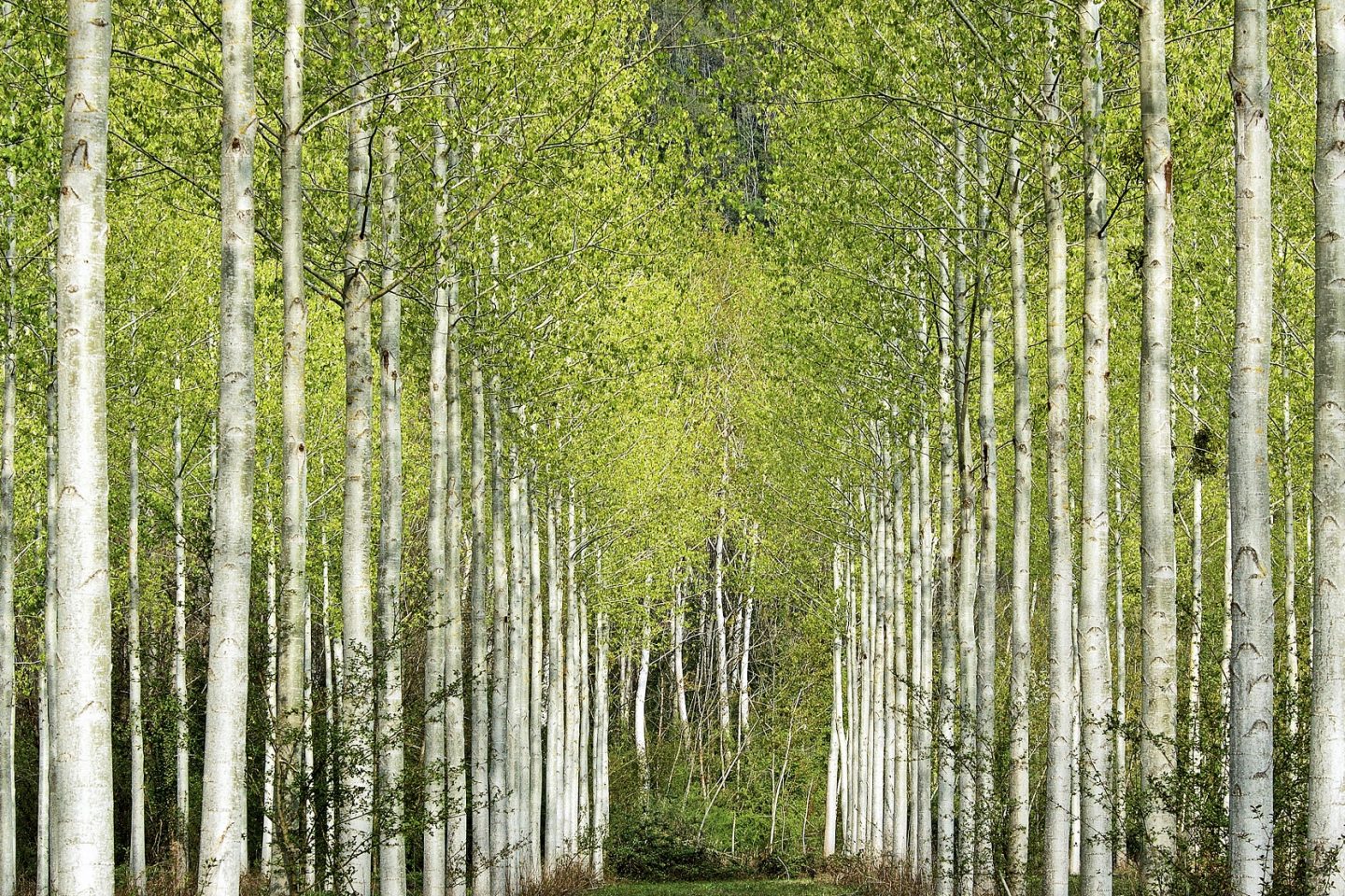 Projetos de restauração florestal, gestão hídrica e energia renovável estão entre as melhores oportunidades para investimentos ambientais. Foto de Jean-Philippe Delobelle/Biosphoto