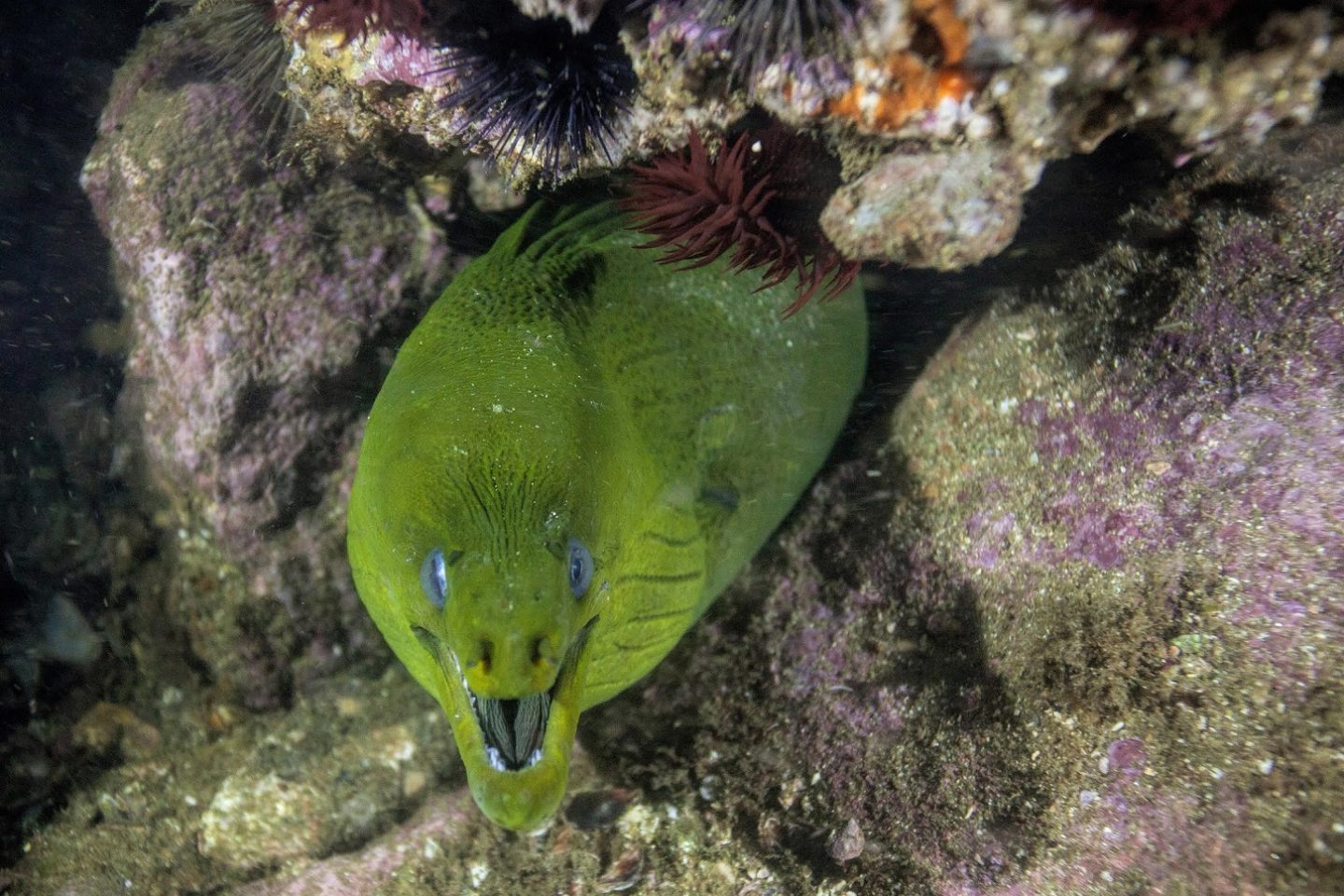 Um dos muitos tesouros descobertos por Ricardo Gomes na Baía de Guanabara. Foto Divulgação