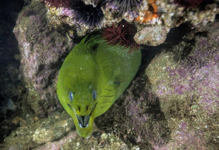 Um dos muitos tesouros descobertos por Ricardo Gomes na Baía de Guanabara. Foto Divulgação