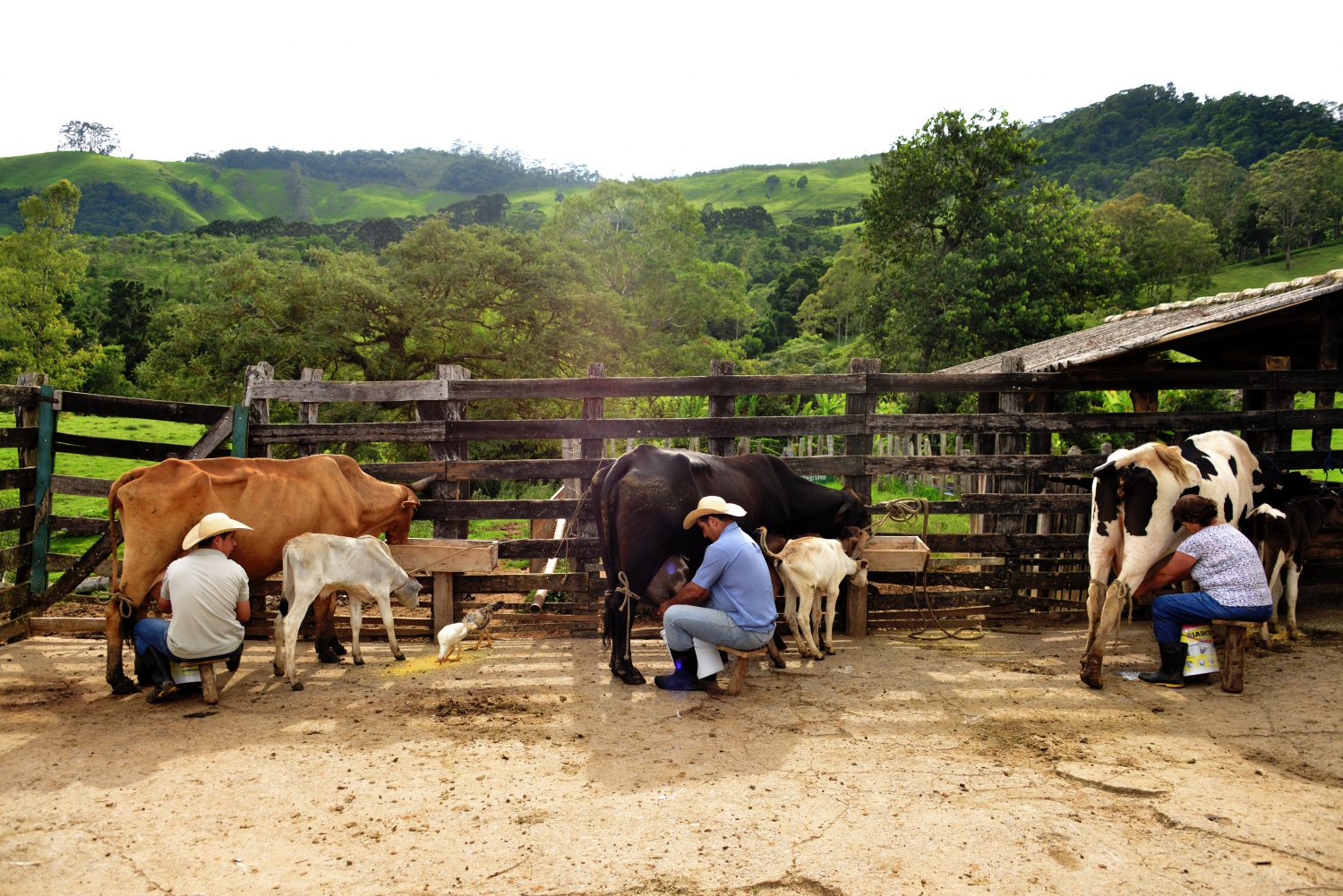 Familia Frois tirando leite. Foto de Mirian Fichtner