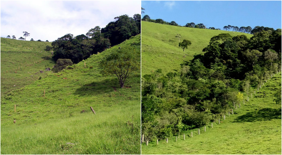 Imagens de fazenda em Extrema antes e depois do reflorestamento. Foto de Divulgacao