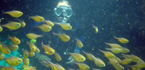 Mergulhador observa Cardume no fundo da Baía de Todos os Santos. Foto Divulgação