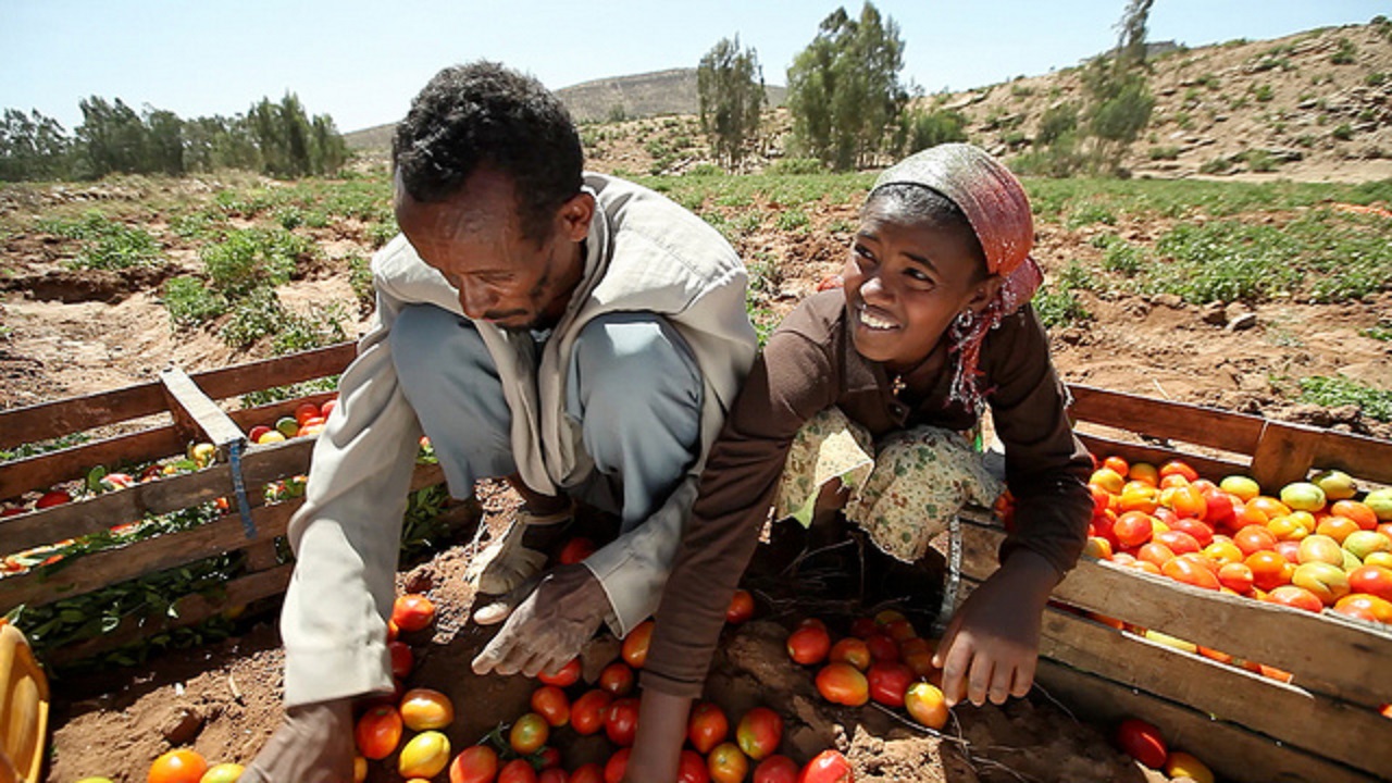Produtores de tomate na Etiópia . Falta de infraestrutura e treinamento impediam o crescimento da produção. Foto Banco Mundial