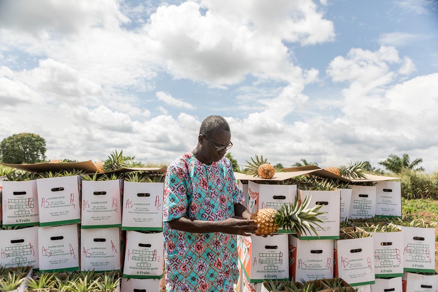 Produtor de abacaxi no Benin. O país já é um dos maiores exportadores da fruto no continente. Foto Yanick Folly/AFP