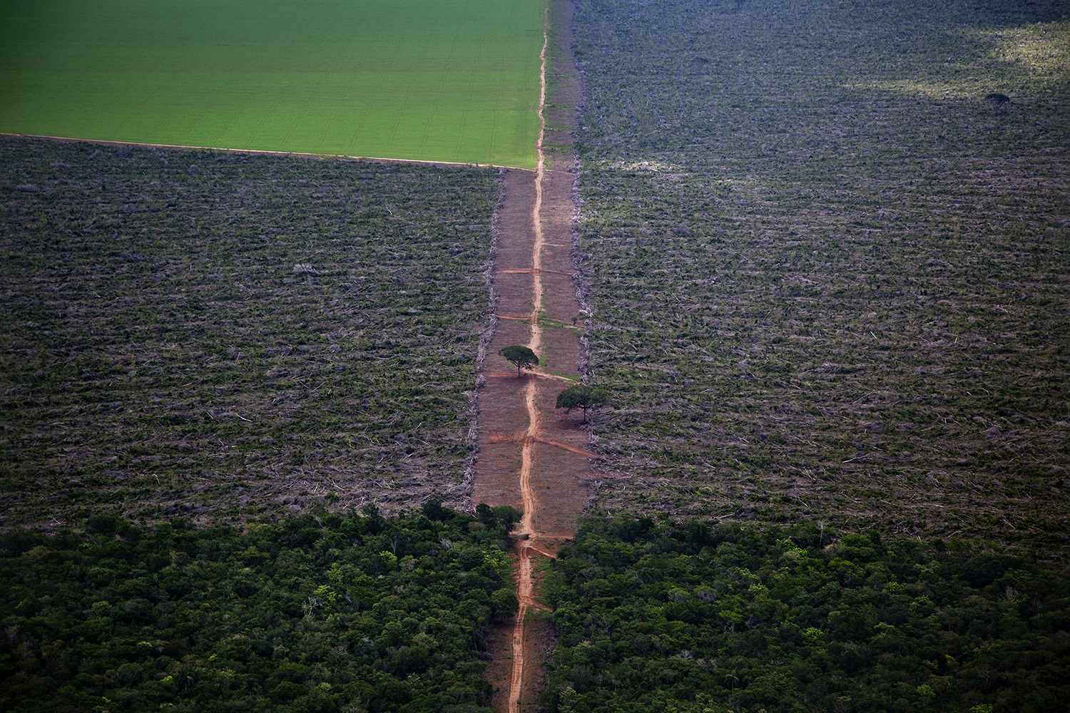 Foto Marizilda Cruppe/Greenpeace Área de floresta desmatada no Mato Grosso, próxima ao município de Nova Ubiratã. Foto Marizilda Cruppe/Greenpeace