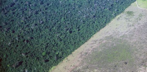 Área de desmatamento na Amazônia é interrompida às margens de uma reserva indígena no Pará. Foto Yasuyoshi Chiba/AFP