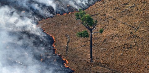 Incêndios em florestas tropicais úmidas podem reduzir significativamente a biomassa florestal por décadas. Foto Rodrigo Baleia