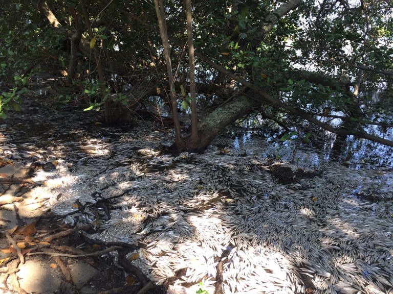 Milhares de pequenas savelhas mortas na Lagoa Rodrigo de Freitas. Foto Agostinho Vieira