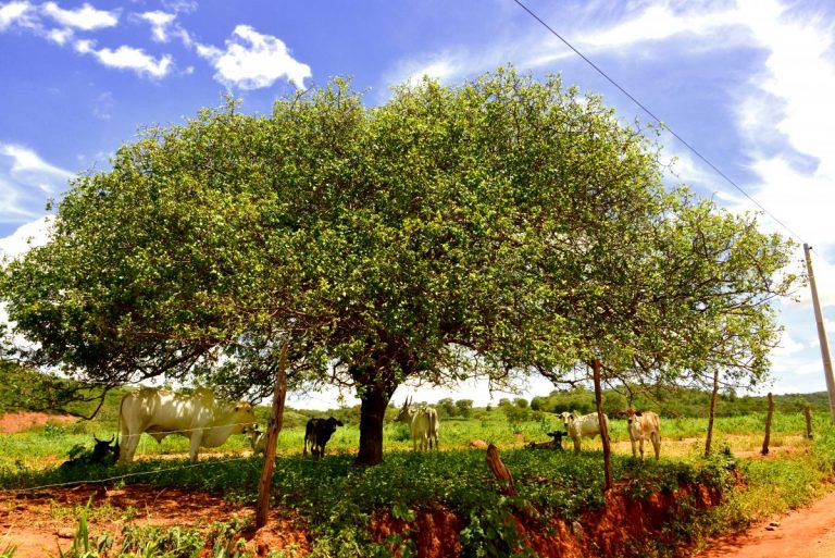 aaa