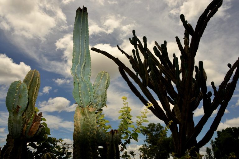 aaa