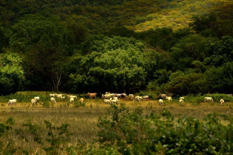 aaa