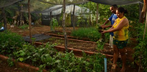 Quintal produtivo. Foto de Mirian Fichtner