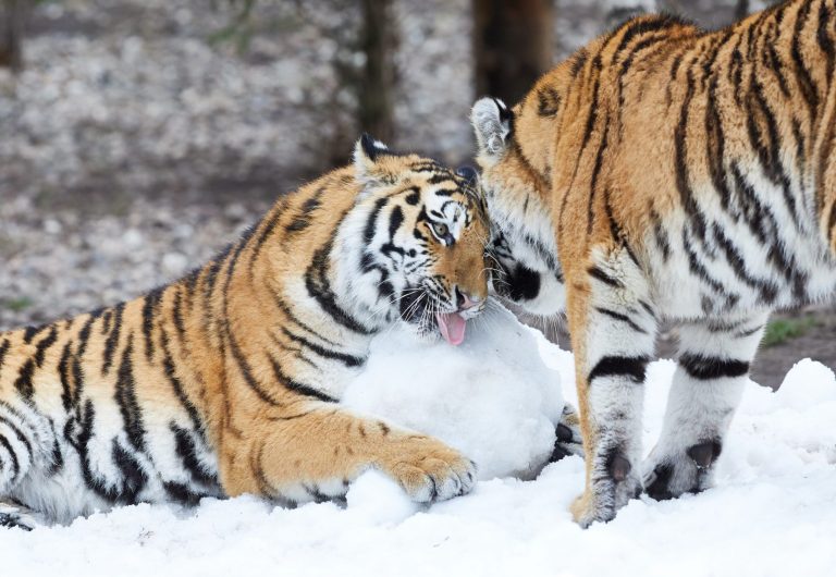 Tigres siberianos, uma das espécies ameaçadas de extinção pela ação predatória dos seres humanos e o aquecimento global: 25% dos mamíferos ameaçados de extinção (Foto: Georg Wendt/DPA)