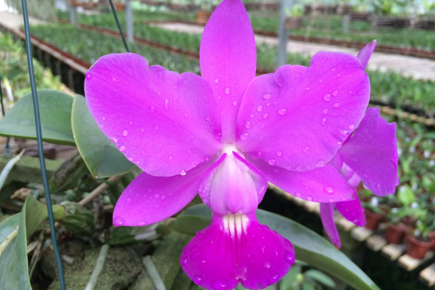 Orquídea: cuidados especiais para cultivar podem ser aprendidos em evento no Jardim Botânico (Foto: Divulgação)