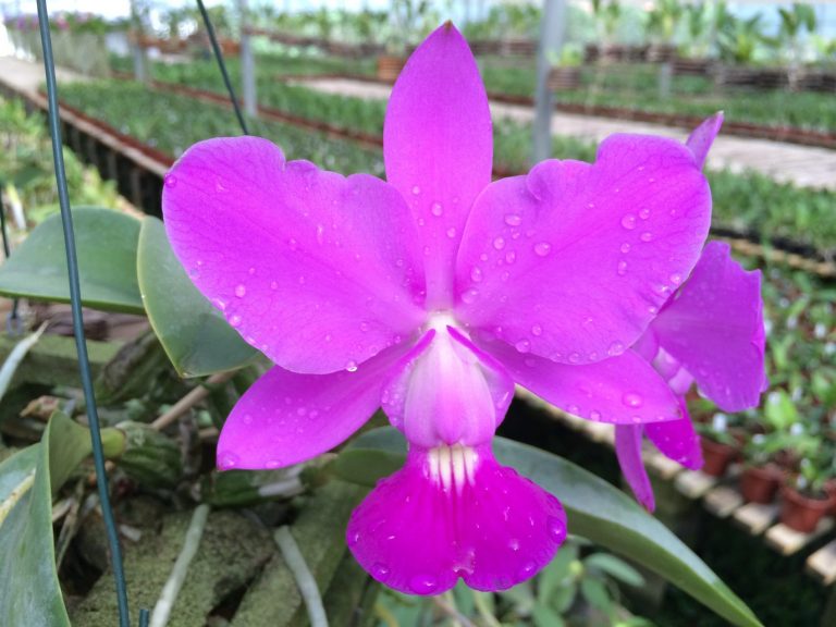 Orquídea: cuidados especiais para cultivar podem ser aprendidos em evento no Jardim Botânico (Foto: Divulgação)