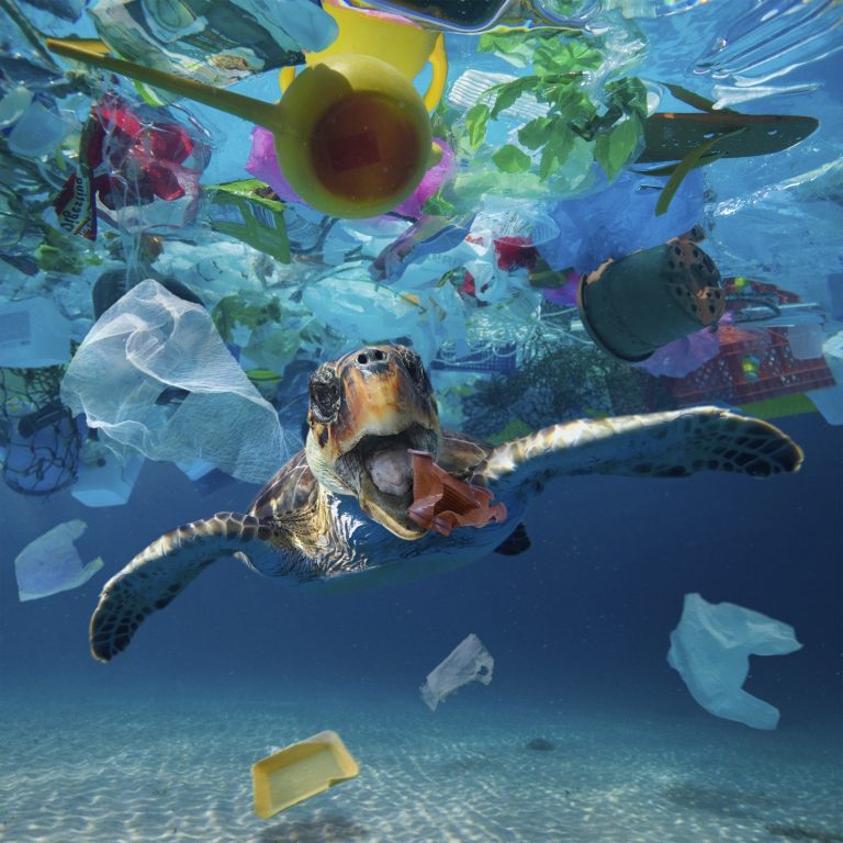 Estudos calculam em 2,5 milhões de dólares o prejuízo anual causado pelas 8 milhões de toneladas de plástico despejadas nos oceanos por ano. Foto Paulo Oliveira/Biosphoto