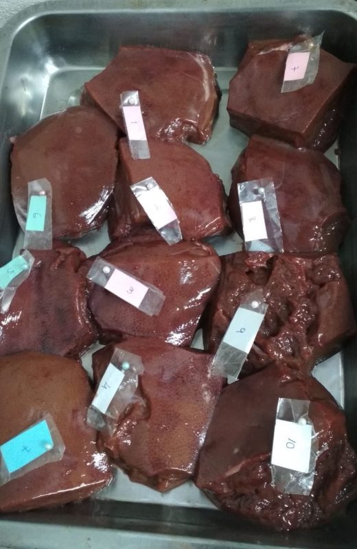 Pesquisadores tiram do próprio bolso dinheiro para fígado de porco usado em testes do Sofia. Foto André Giusti