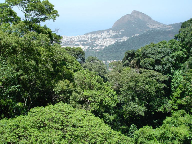 O Parque Nacional da Tijuca abriga maior floresta urbana do mundo, que fica na cidade onde o prefeito ignora o Dia Mundial do Meio Ambiente (Foto: ICMBio)