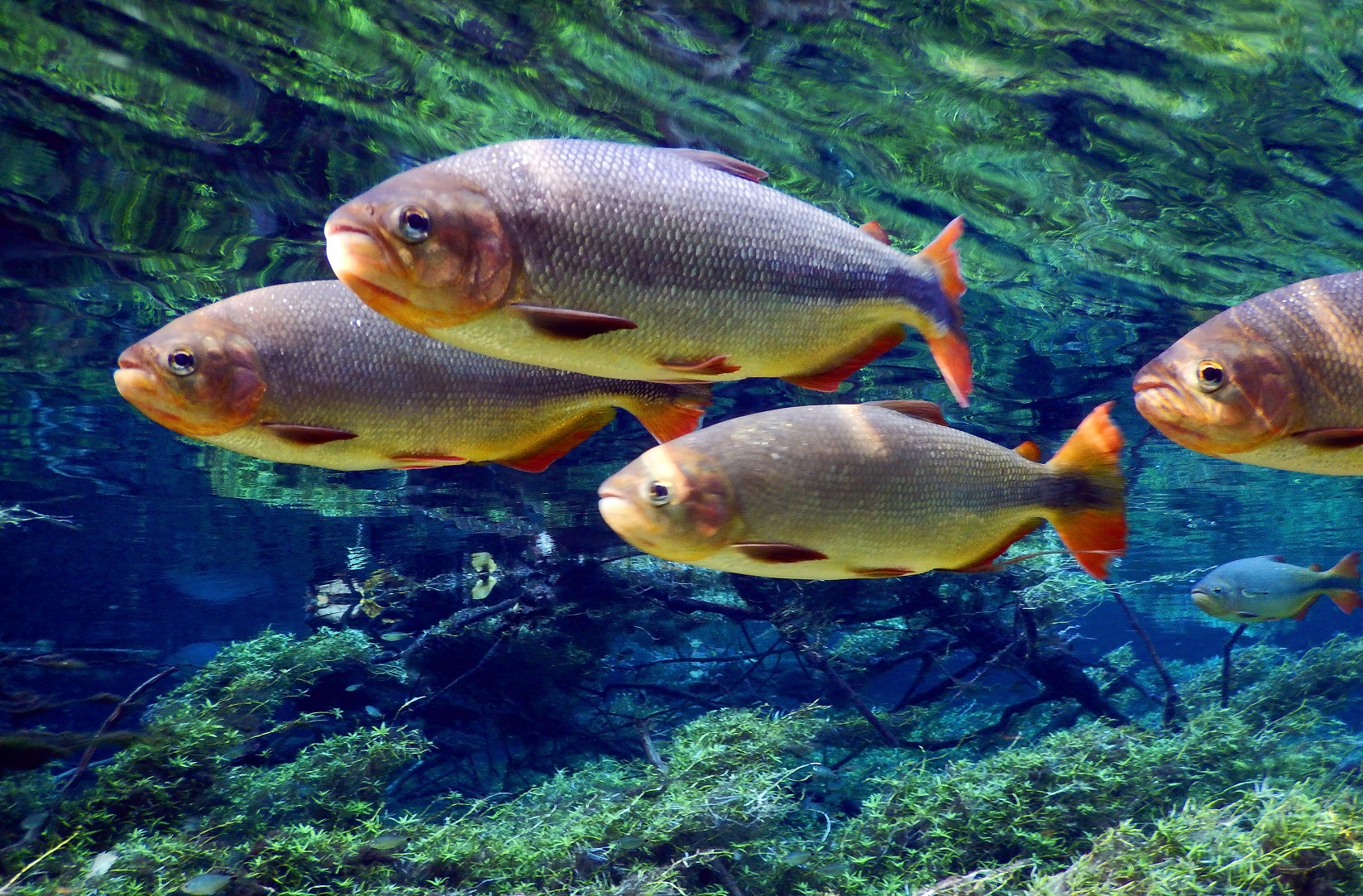 Foto José Sabino/BPBES Piraputangas, em Bonito, no Mato Grosso do Sul. Cerca de um terço dos peixes pescados no Brasil são de água doce. Foto José Sabino/BPBES