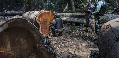 Funai e Polícia Ambiental de Rondônia fazem a maior apreensão de madeira do ano na Terra Indígena Uru-Eu-Wau-Wau. Foto Marizilda Cruppe
