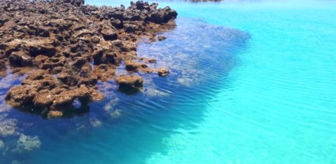Área de corais em Tamandaré, um paraíso ameaçado. Foto Fernanda Amaral