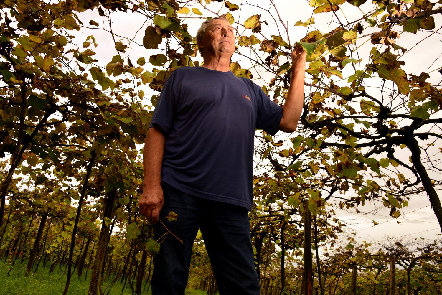 Sérgio Lixinski, vitivinicultor de Jaguari, compara o 2,4-D a um câncer nas parreiras. Foto de Mirian Fichtner