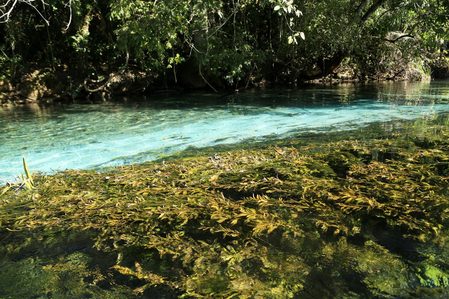 Rio do bioma Mata Atlântica em São Paulo: estudo constatou apenas 12 de 240 pontos (5%), com qualidade boa da água (Foto: SOS Mata Atlântica)