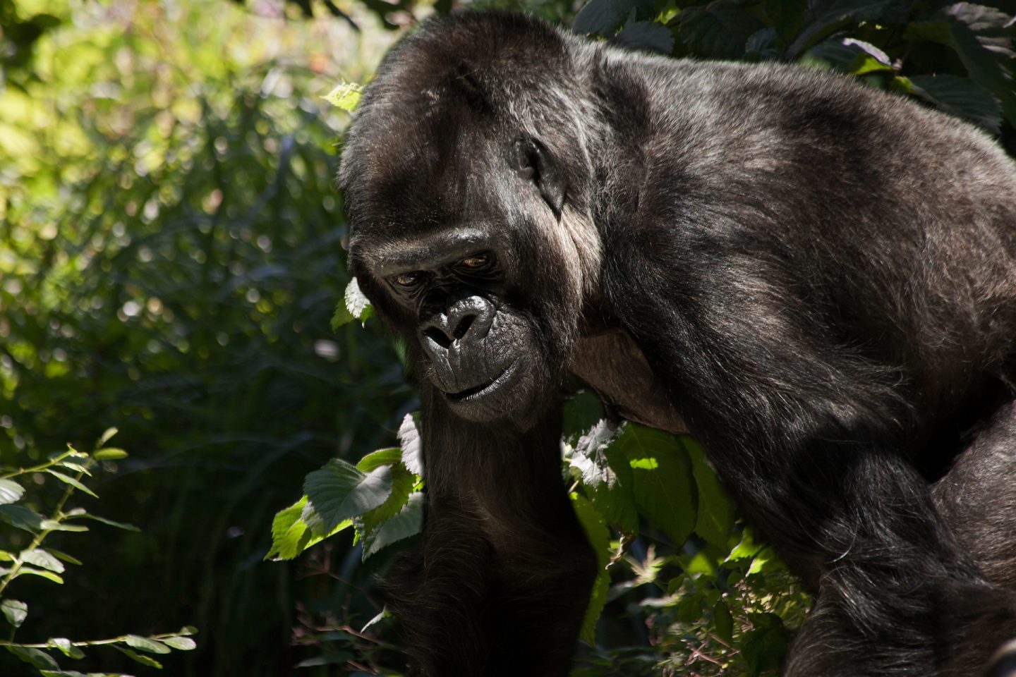Gorila em floresta africana: espécie que contrai vírus da gripe comum pode sofrer com a covid-19 (Foto: Christine Sponchia/Pixabay)
