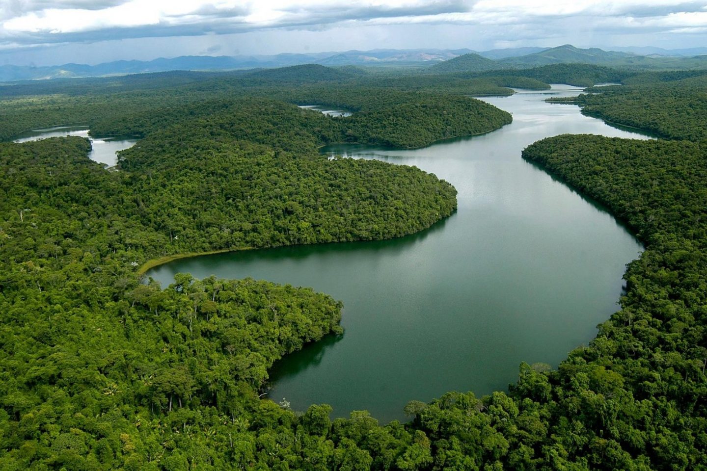 Trecho de Mata Atlântica em Minas gerais: bioma está sob ataque do governo federal, afirma ambientalista (Foto: IEF/MG)