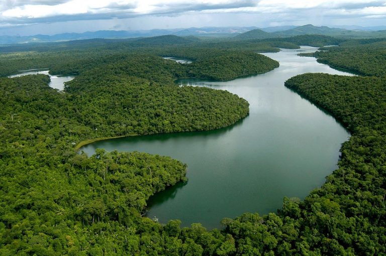 Trecho de Mata Atlântica em Minas gerais: bioma está sob ataque do governo federal, afirma ambientalista (Foto: IEF/MG)