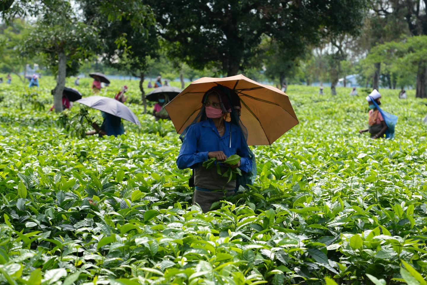 Em Kiranchandra, na Índia, trabalhadoras colhem folhas de chá, depois que o governo flexibilizou um pouco o isolamento da covid-19. Foto Diptendu Dutta/AFP