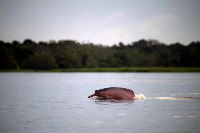 Boto cor de rosa na Reserva de Desenvolvimento Sustentável Amanã, no Amazonas: espécies da fauna amazônica ameaçadas de extinção pelo aquecimento em 2050 (Foto: Mauro Pimentel/AFP)