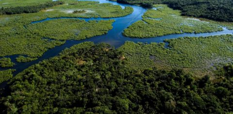 Trecho de Mata Atlântica em Minas Gerais: governo vai ao STF para liberar atividades agropecuárias em áreas de preservação no bioma (Foto: IEF/MG)
