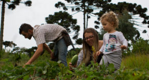 Imitação da natureza: jovem casal planta agrofloresta e se torna referência no Paraná