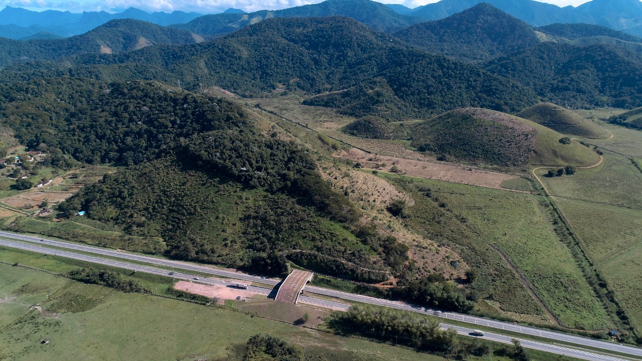 O viaduto vegetativo sobre a BR-101 Norte: conectando áreas de Mata Atlântica para os micos-leões (Foto: AMLD)