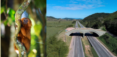 Mico-leão dourado e o viaduto vegetado construído para facilitar circulação dos animais: instrumento para preservação da espécie (Fotos: Camila Maia e Divulgação)