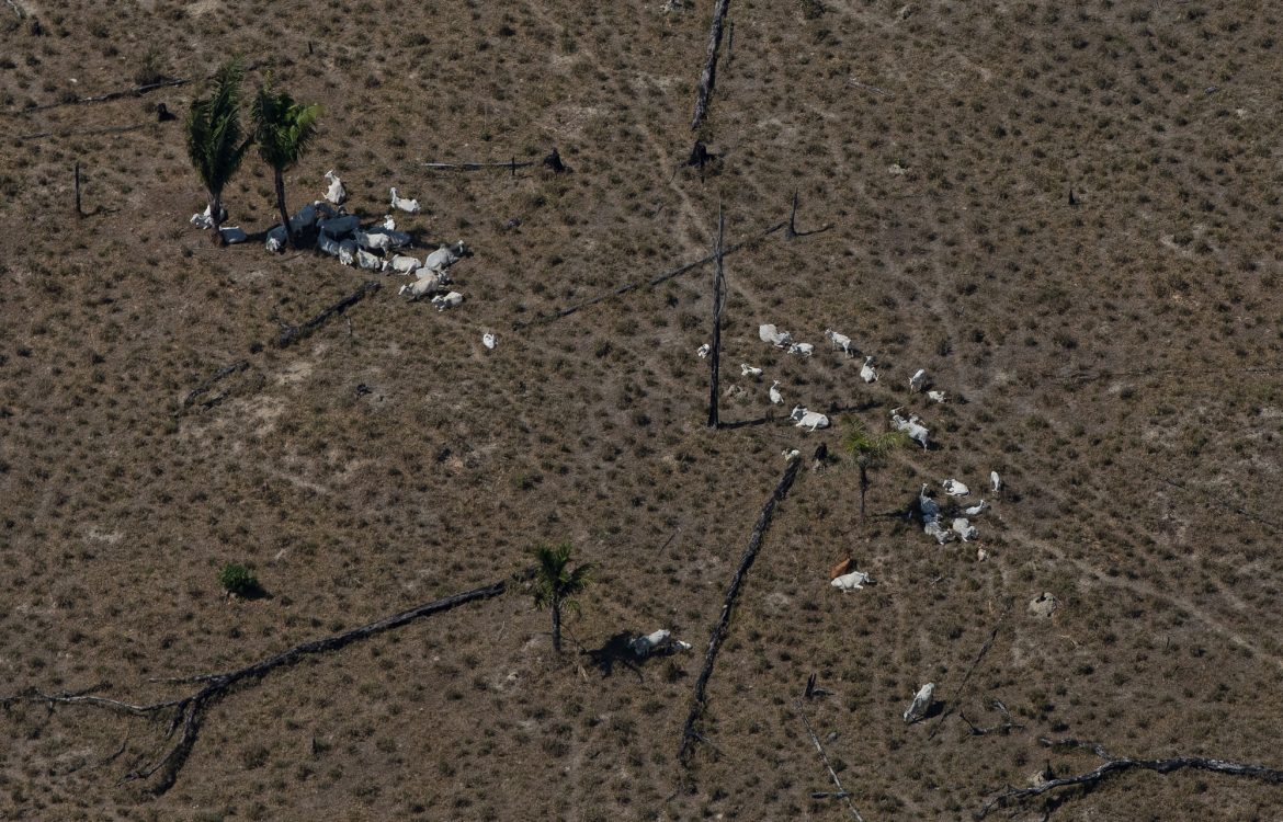 Gado em área desmatada da Floresta Amazônia próximo a Porto Velho, Rondônia: de 1º de janeiro a 8 de agosto, Inpe detectou 34.393 focos de incêndio (Foto: Bruno Kelly/Amazônia Real)