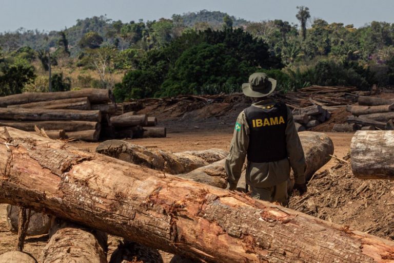 Operação contra o desmatamento realizada em 2019, pelo Ibama, no Pará: 62 entidades pedem moratória do desmatamento, punições mais severas para os responsáveis e fortalecimento dos órgãos ambientais (Foto: Fernando Augusto/Ibama