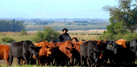 O gaúcho e a pecuária familiar: emblemas do Rio Grande do Sul ameaçados pelo agronegócio. Foto de Keké Barcellos (Embrapa)