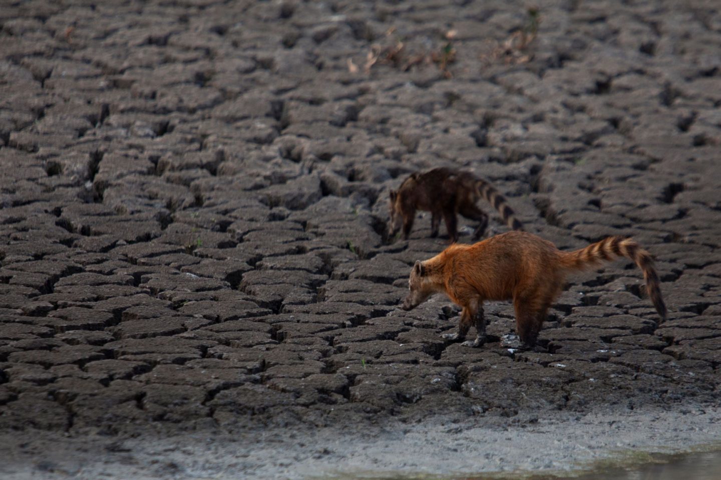 Quatis buscam água em leito seco de rio no Pantanal; previsão mais dias sem chuva e com calor de 40 graus (Foto: Ernesto Carriço/NurPhoto/AFP)