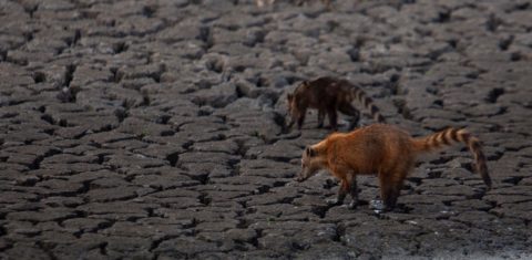 Quatis buscam água em leito seco de rio no Pantanal; previsão mais dias sem chuva e com calor de 40 graus (Foto: Ernesto Carriço/NurPhoto/AFP)