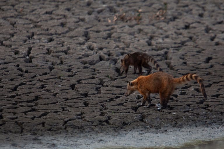 Quatis buscam água em leito seco de rio no Pantanal; previsão mais dias sem chuva e com calor de 40 graus (Foto: Ernesto Carriço/NurPhoto/AFP)