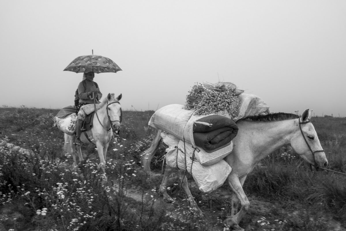 O Sistema Agrícola Tradicional (SAT) das apanhadoras de flores sempre-vivas da Serra do Espinhaço é múltiplo e diverso, mantendo uma relação ambientalmente sustentável com a natureza. Foto João Roberto Ripper